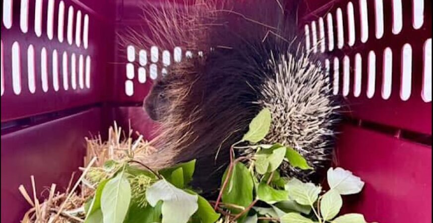 prickly news