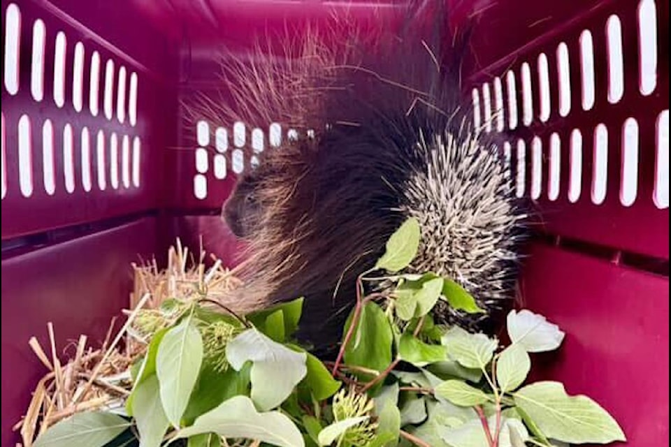 prickly news